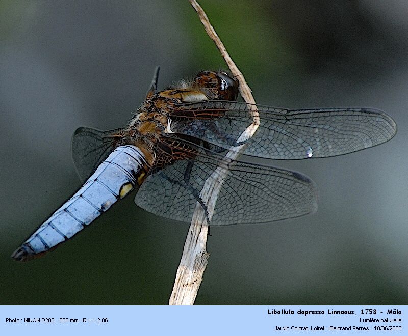 Libellula depressa Linnaeus, 1758 - Mâle #4319