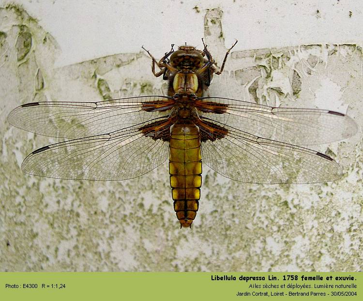 Libellula depressa L. 1758, à la sortie de l exuvie. #115