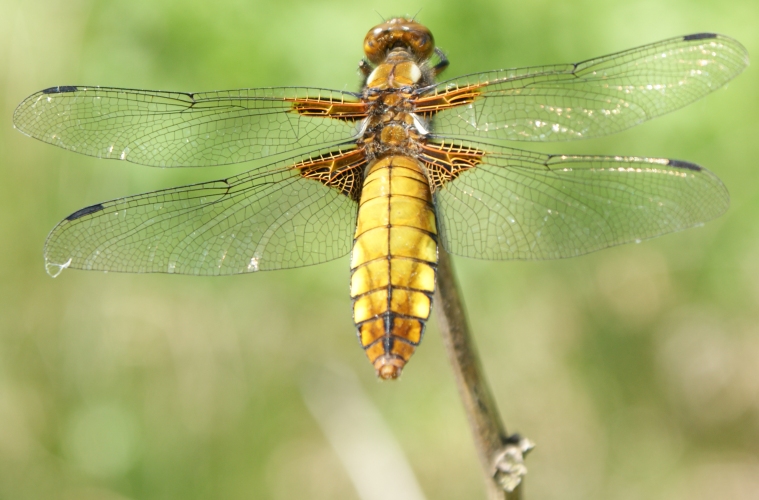 Libellula depressa L. 1758 - Femelle #11134