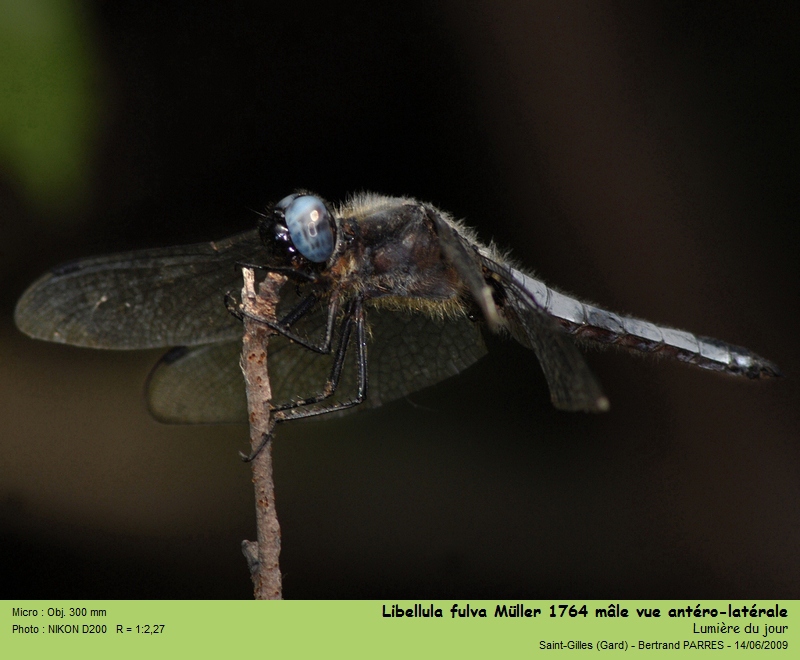 Libellula fulva Müller 1764 #17682