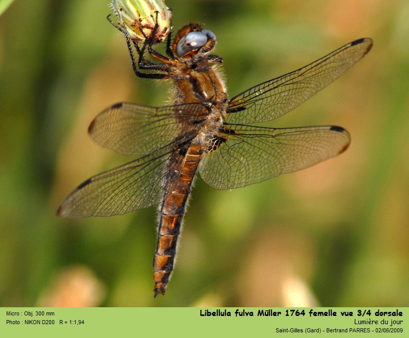 Libellula fulva Müller 1764 #17680