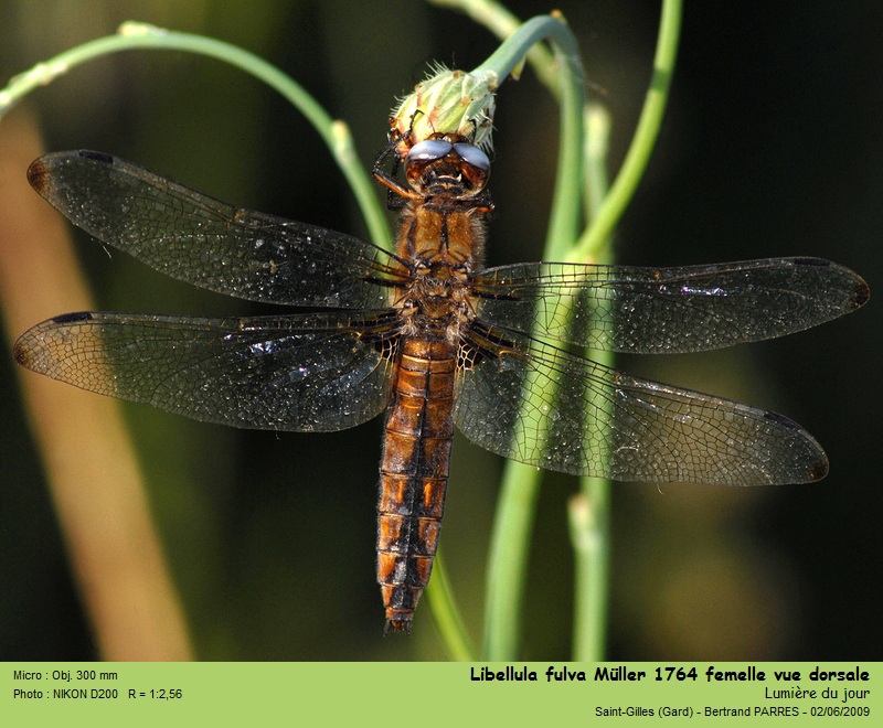 Libellula fulva Müller 1764 #17679