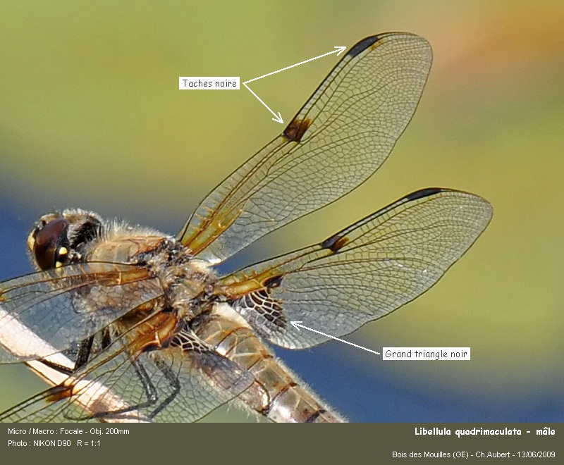 Libellula quadrimaculata, L. 1758 #11116