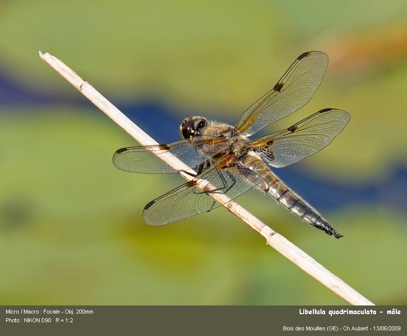 Libellula quadrimaculata, L. 1758 #11115