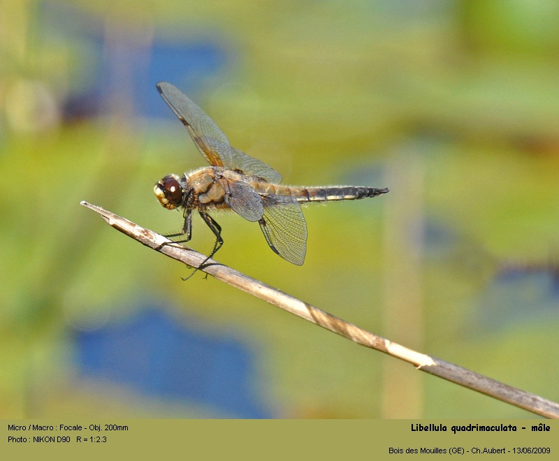 Libellula quadrimaculata, L. 1758 #11122