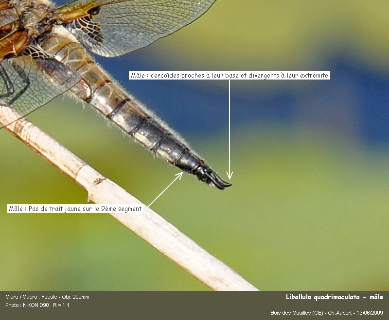 Libellula quadrimaculata, L. 1758 #11117