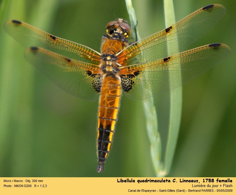 Libellula quadrimaculata (C. Linnaeus, 1758) femelle #22366