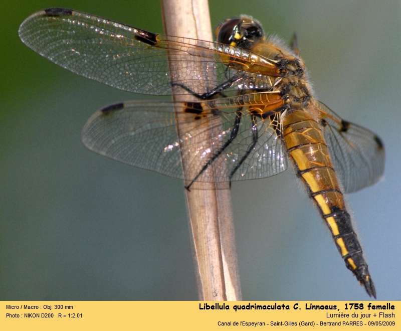 Libellula quadrimaculata (C. Linnaeus, 1758) femelle #22365