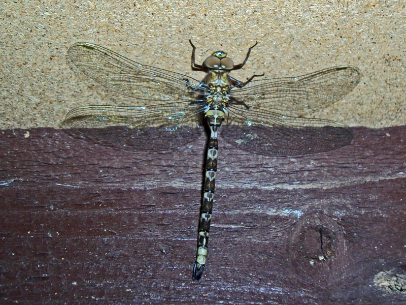 Libellule Boyeria irene (Fonsombe, 1838), pas Aeschna cyanea #33090