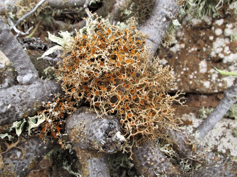 Lichen de Lanzarote Telochistes villosus #55457