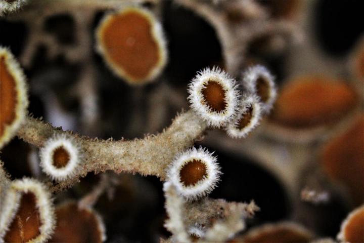 Lichen de Lanzarote Telochistes villosus #55459