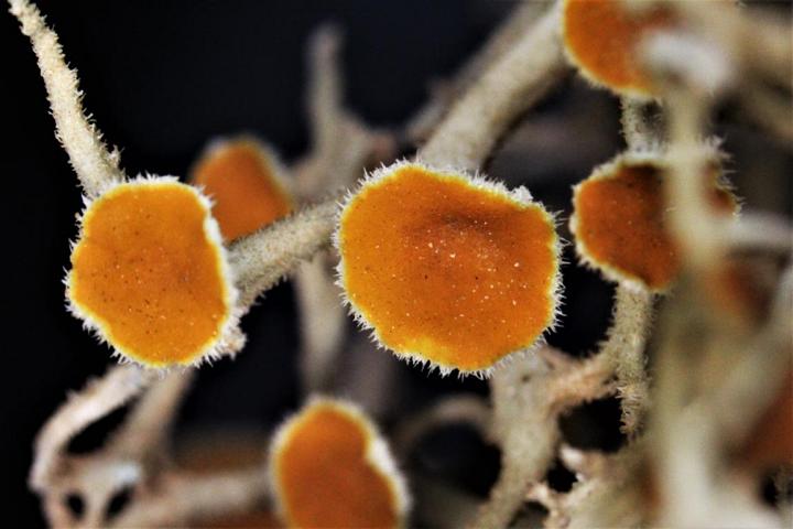 Lichen de Lanzarote Telochistes villosus #55458