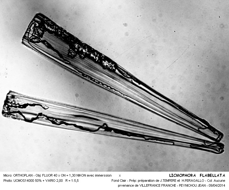 LICMOPHORA  FLABELLATA #37130