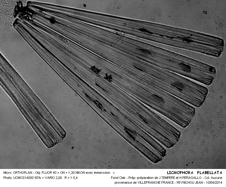 LICMOPHORA  FLABELLATA #37143