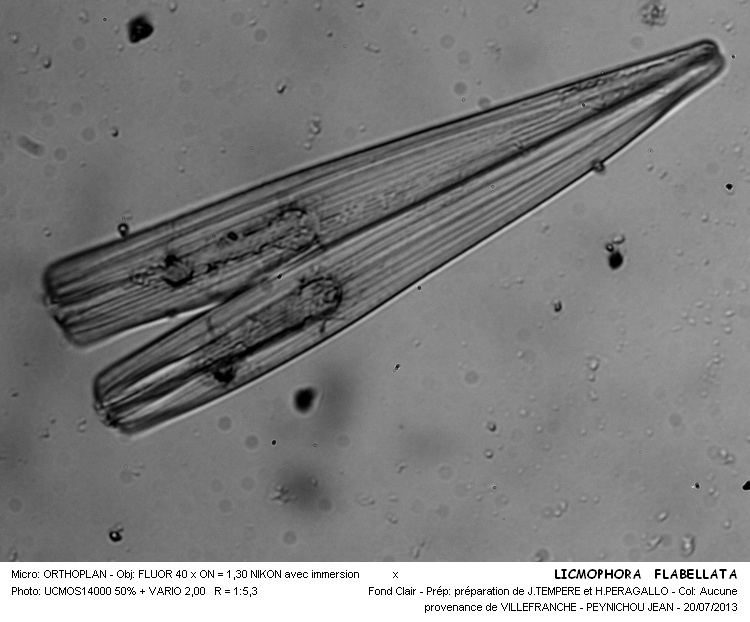 LICMOPHORA  FLABELLATA #32787
