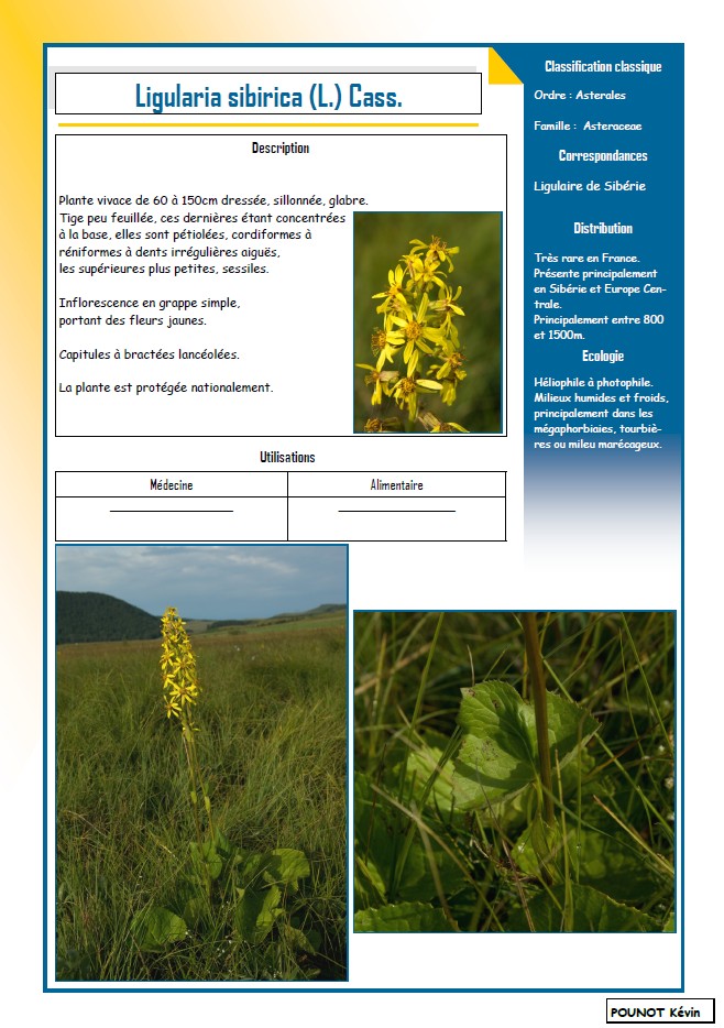 Ligularia sibirica (L.) Cass. #13578