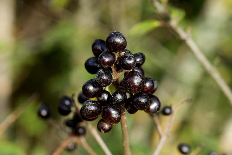 LIGUSTRUM VULGARE #34063