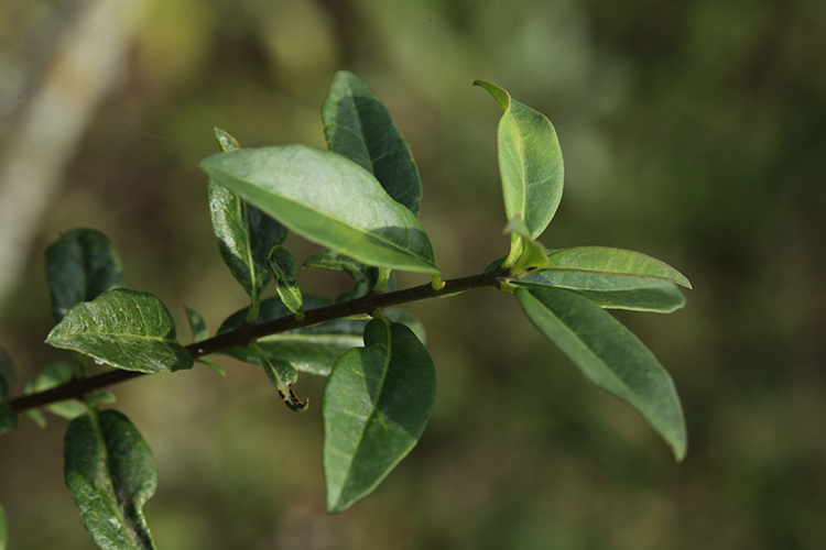 LIGUSTRUM VULGARE #34064