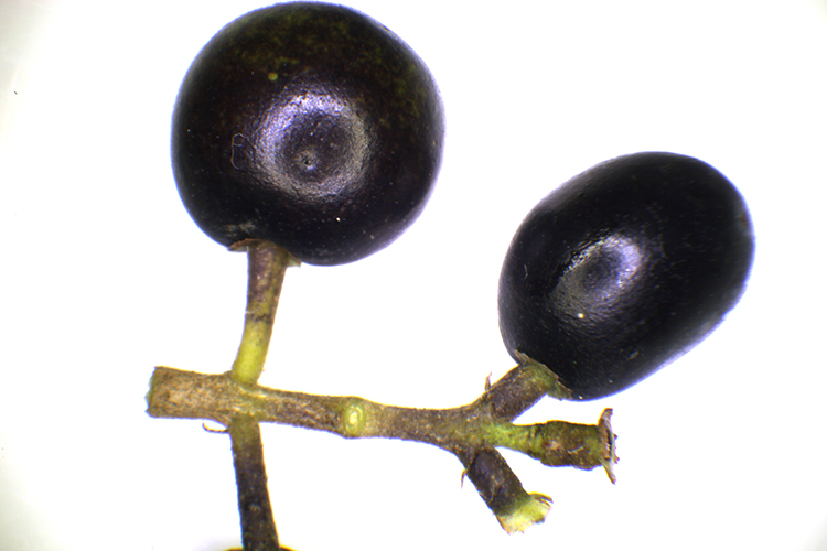 LIGUSTRUM VULGARE #34065
