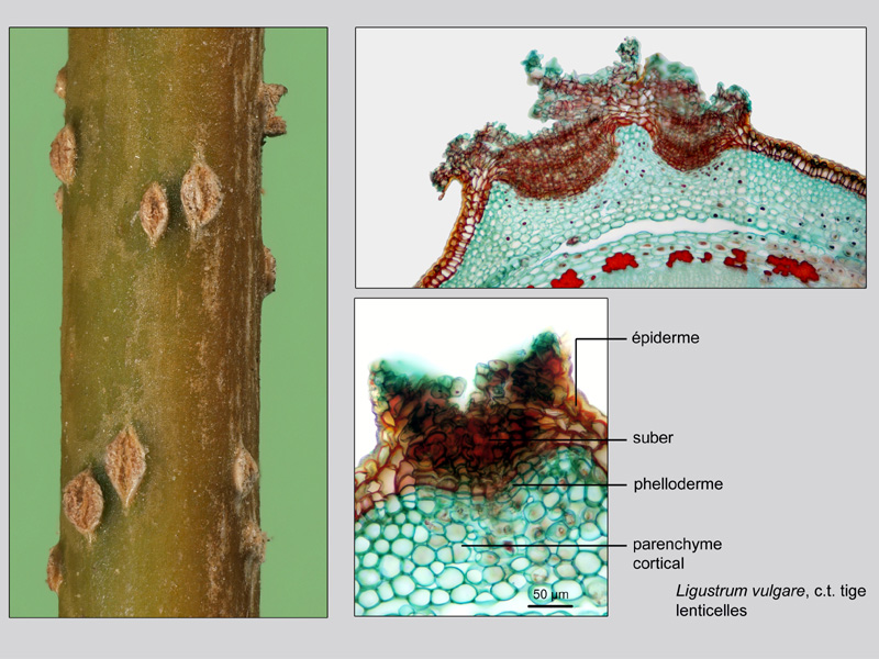 Ligustrum vulgare, histologie. #19841