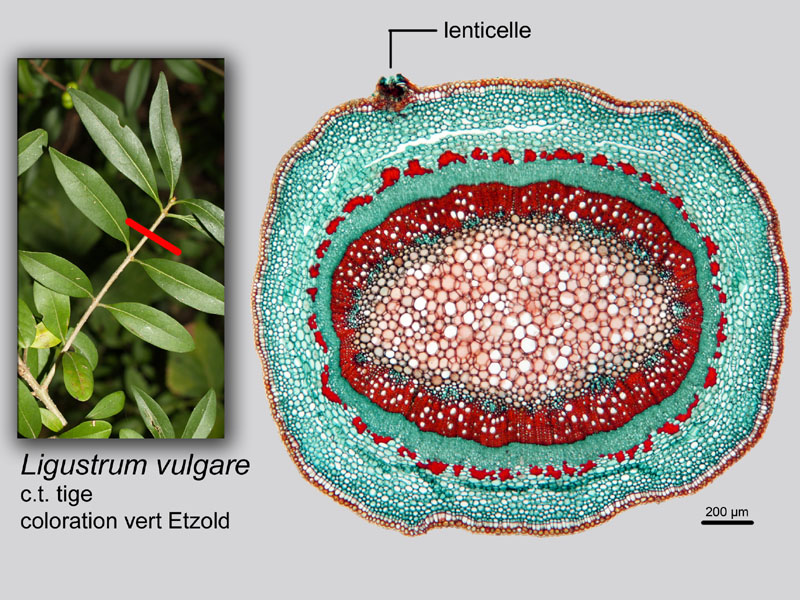 Ligustrum vulgare, histologie. #19839
