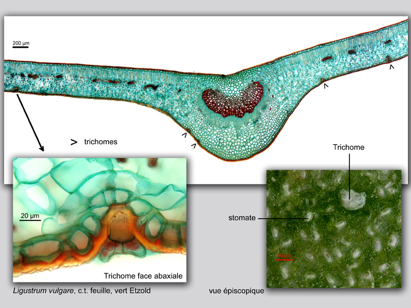 Ligustrum vulgare, histologie. #19842
