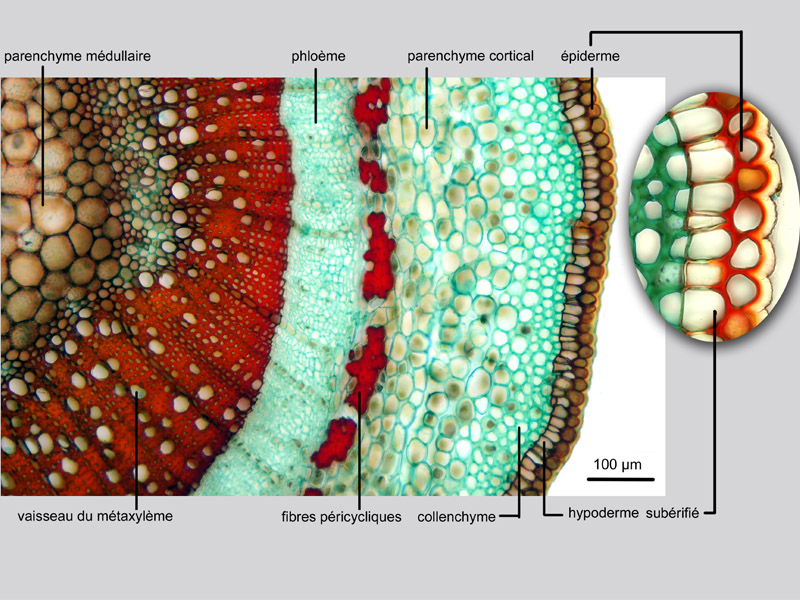 Ligustrum vulgare, histologie. #19956
