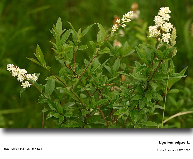 Ligustrum vulgare L. (Le troène) #4452