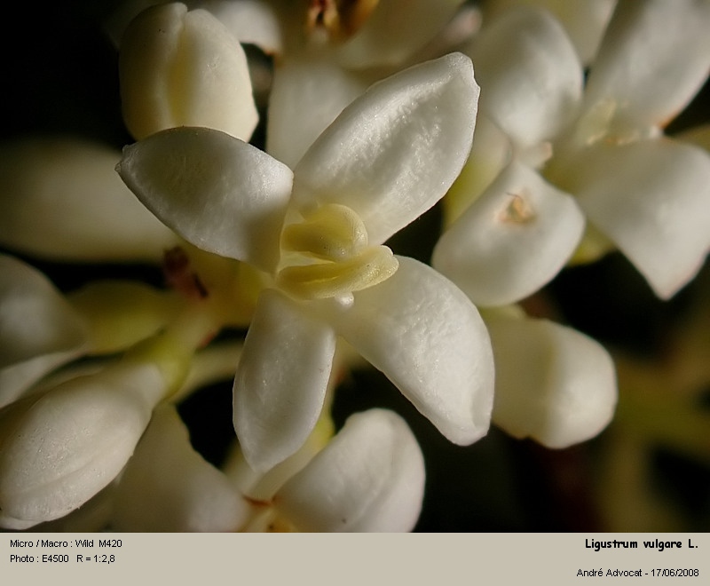 Ligustrum vulgare L. (Le troène) #4453