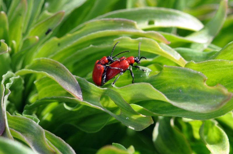 Lilioceirs lilii, Chrysomelidae #36834