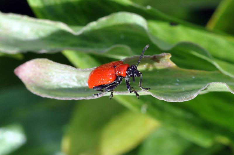 Lilioceirs lilii, Chrysomelidae #36835