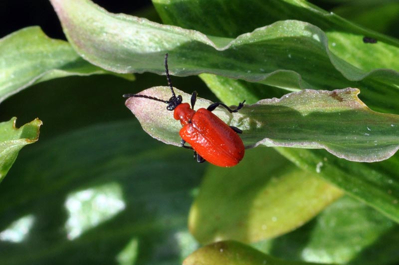 Lilioceirs lilii, Chrysomelidae #36833