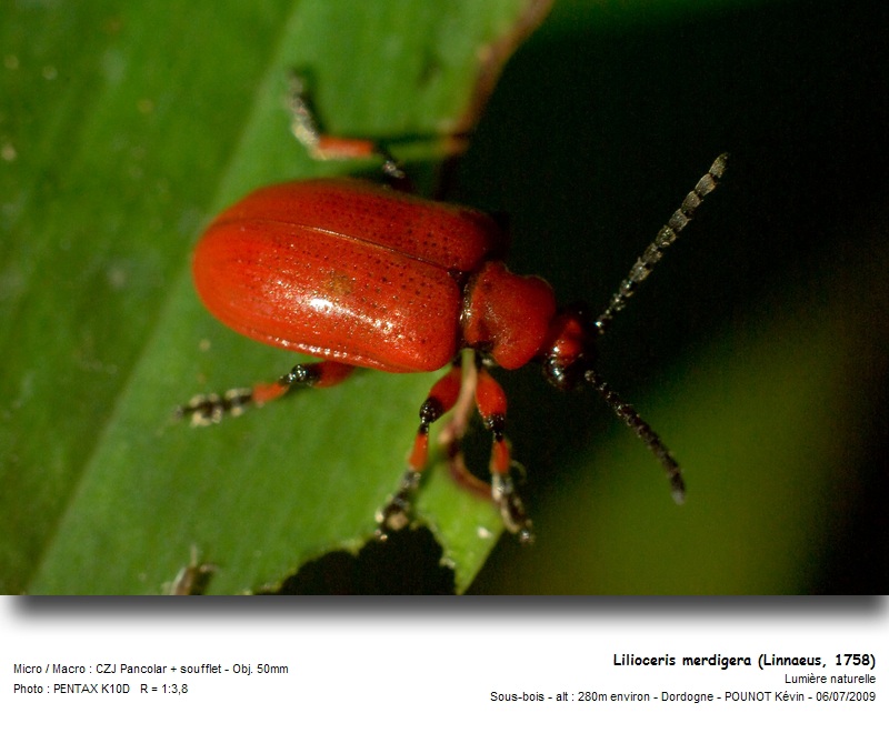Lilioceris merdigera (Linnaeus, 1758) - Criocère du muguet #11539
