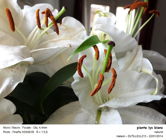 LILIUM - LYS #36031