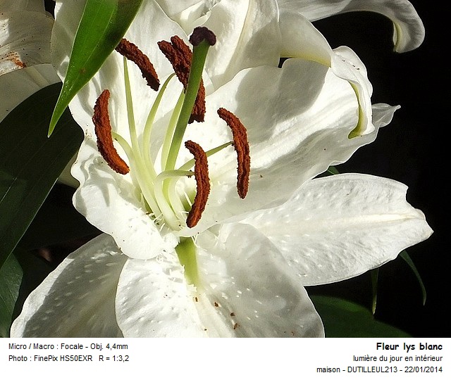 LILIUM - LYS #36029