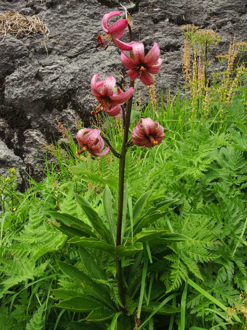 Lilium martagon L. (Lys martagon) #56085