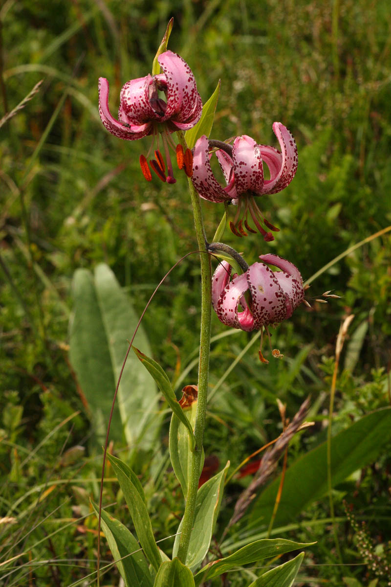 Lilium martagon L. (Lys martagon) #56083