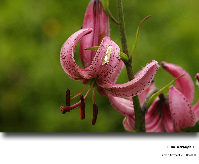 Lilium martagon L. (Lys martagon) #56084