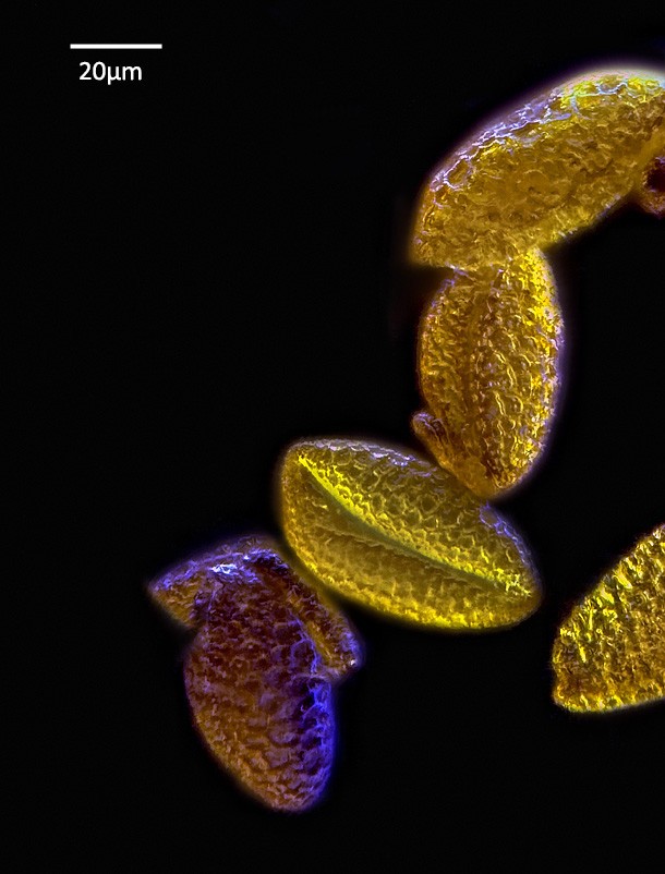 Lilium, pollens #86405