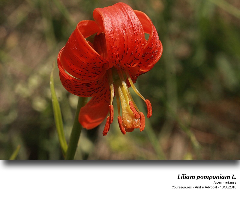 Lilium pomponium L. #55187