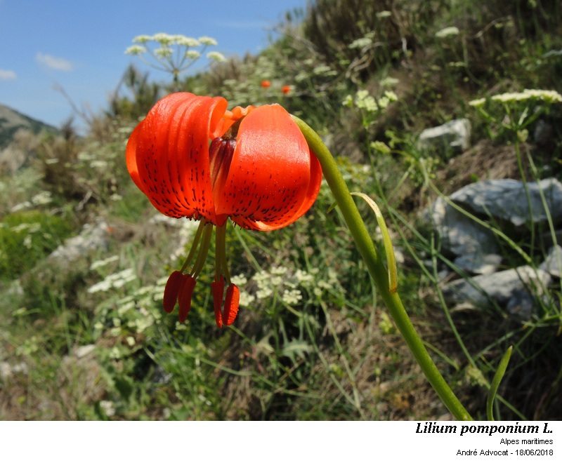 Lilium pomponium L. #55188