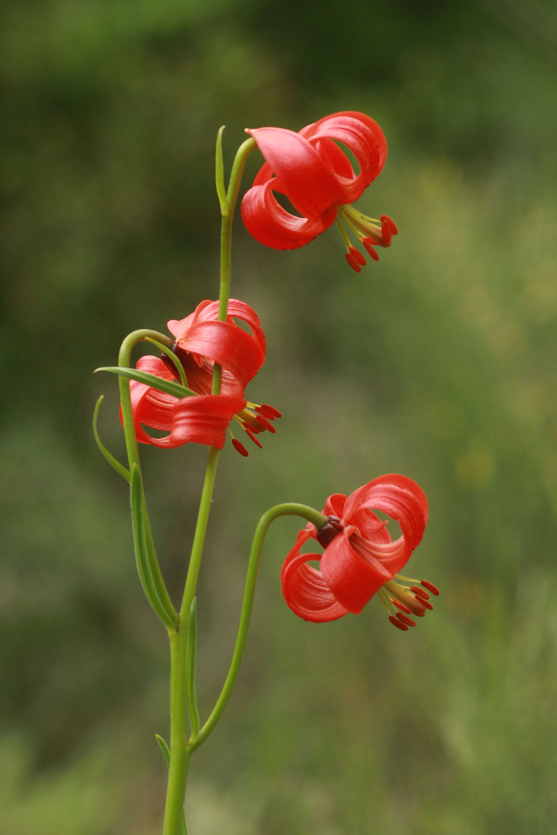 Lilium pomponium L. #55185