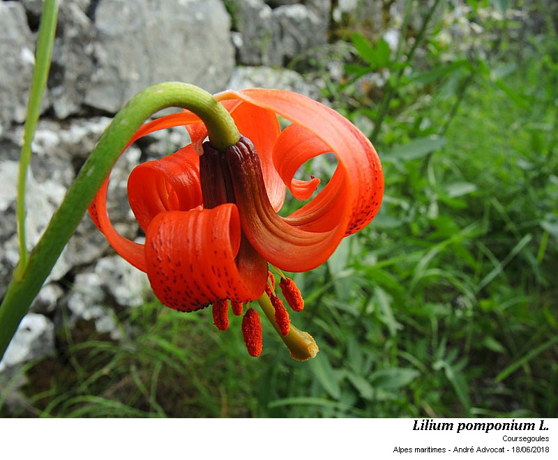 Lilium pomponium L. #55186