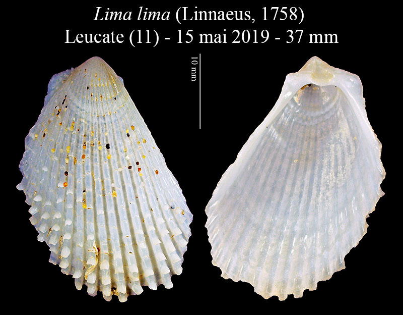 Lima lima #61645