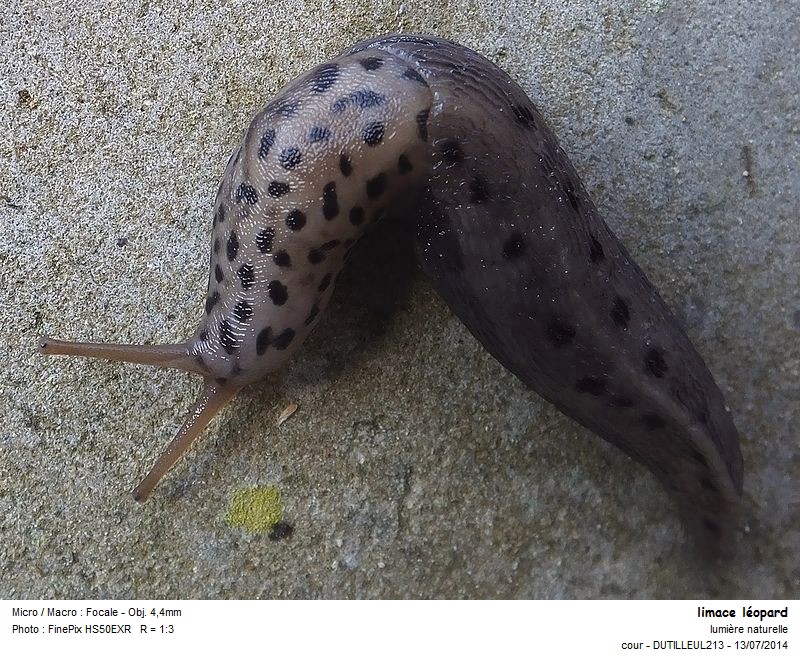Limax maximus - Limace Leopard #39752