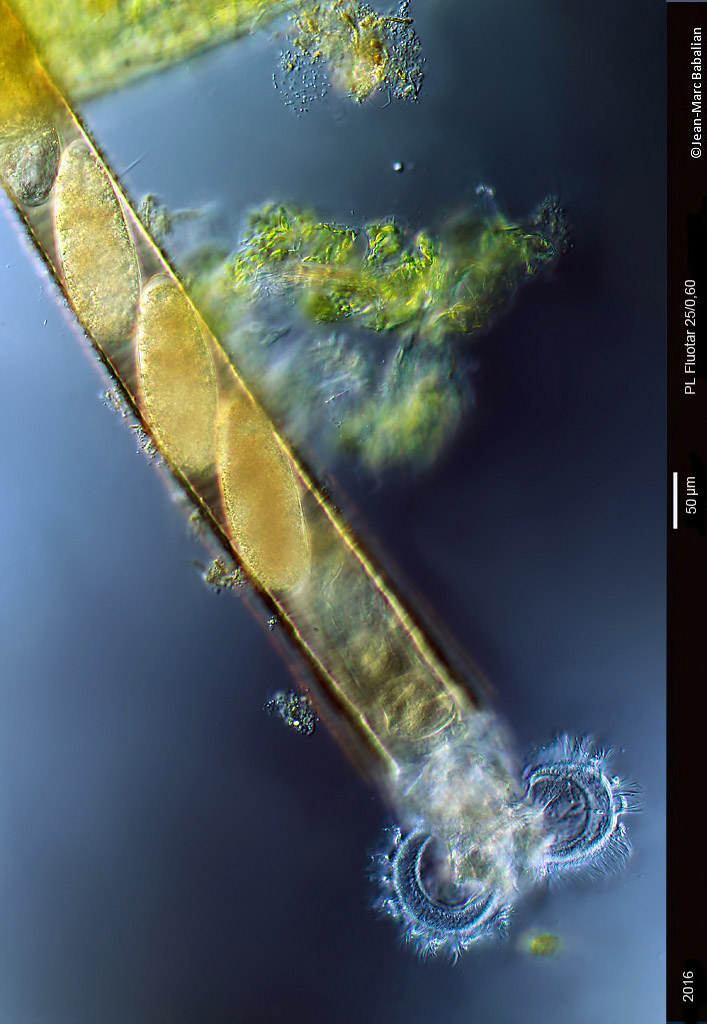 Limnias melicerta #47854
