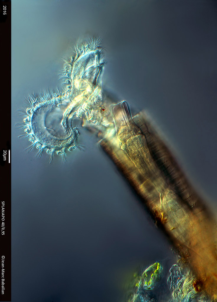 Limnias melicerta #47855