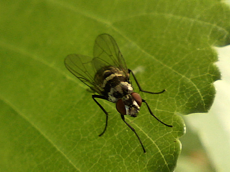 Limnophora obsignata #31142
