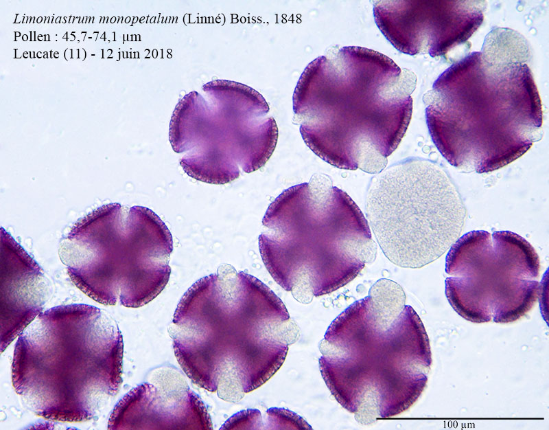 Limoniastrum monopetalum #55348