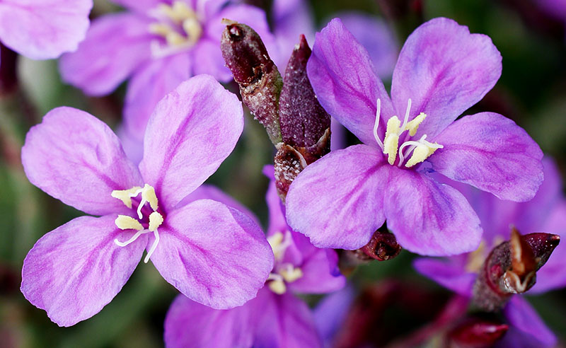 Limoniastrum monopetalum #55347